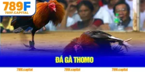 Đá Gà Thomo Online Uy Tín – Bí Kíp Cá Cược Hiệu Quả Tại 789F
