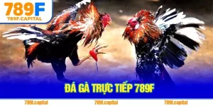 Đá Gà Trực Tiếp 789F – Đấu Trường Chiến Kê Kịch Tính Nhất Năm 2025