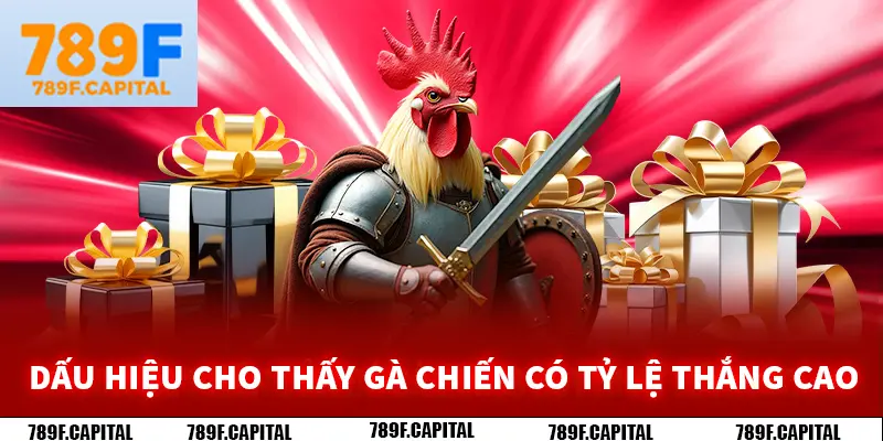 Lựa chọn gà chiến khỏe để tăng khả năng thắng lớn